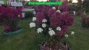 ну, просто красиво😄- делюсь💐 #наташинисерёжинсад