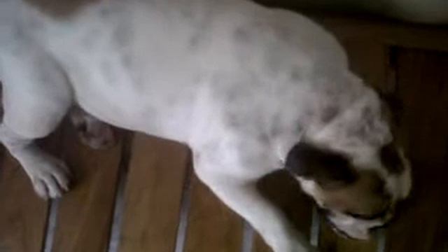 Petunia doesn't wanna go home смотреть онлайн