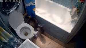 Автоматический кошачий туалет. Выявляем косяки.
