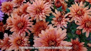 Хризантема мультифлора. Лучшие сорта