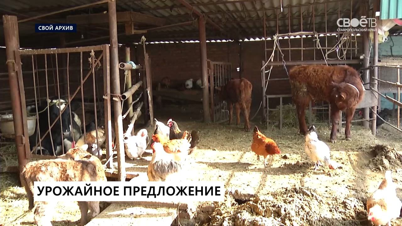 Ставропольский левокумский урожайное погода. Урожайное Левокумский район. Село Урожайное Ставропольский край. Левокумский район село Урожайное. Совхозы Ставропольского края.