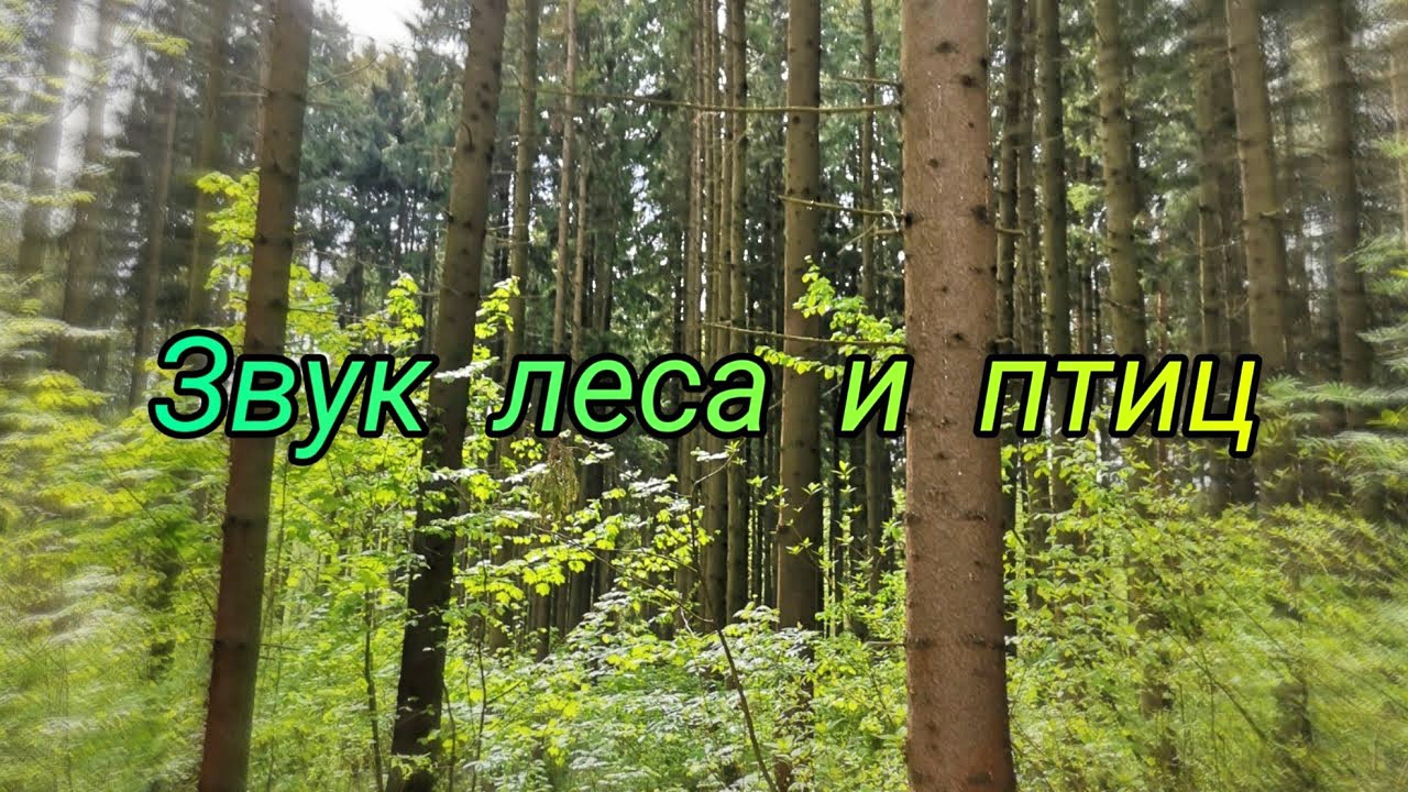 Голоса леса поют