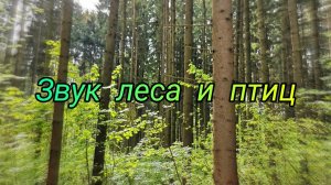 Живой Лес Звуки Природы
#Пение_Птиц #Звуки_Леса #Релакс