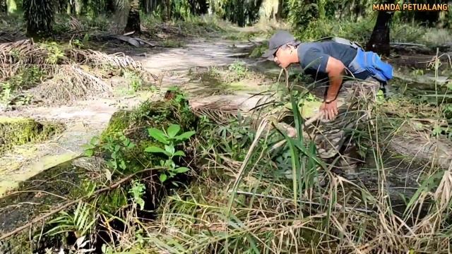 MUNCULNYA SOSOK MONSTER ULAR COBRA HITAM SILUMAN | RESCUE | ULAR | KING COBRA | MANDA PETUALANG смотреть онлайн