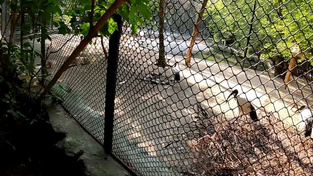 НОВОСИБИРСКИЙ ЗООПАРК ПОЛНЫЙ ОБЗОР! #зоопарк #новосибирск