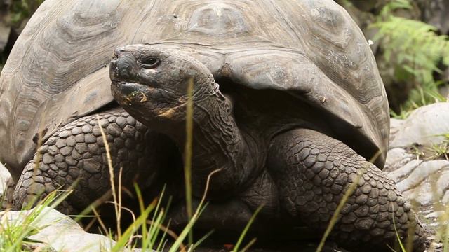 Exploring the Extraordinary: 7 Must-See Natural Wonders of South America смотреть онлайн