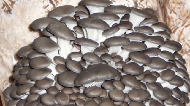 Выращивание Вешенок в домашних условиях как бизнес идея смотреть онлайн