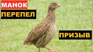 ?ГОЛОС (МАНОК) ПЕРЕПЕЛ ПРИЗЫВ 2 - ЛУЧШИЙ ЗВУК