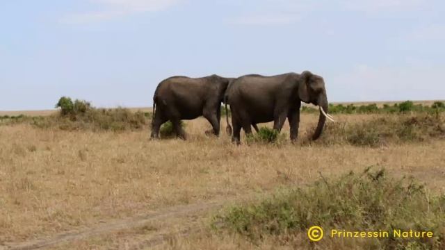 Maasai Mara National Reserve - Kenya Vlog смотреть онлайн