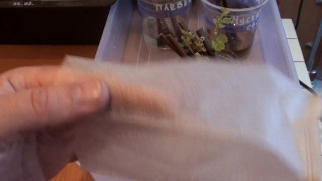 Самый простой и ленивый способ укоренить виноград.