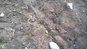 Бамия. посадка в открытый грунт. Безрассадный способ выращивания бамии.