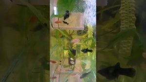 золотая рыбка, меченосцы, моллинезия и мальки