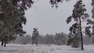 Переходы зима-весна в 4к 60fps. Зимние и весенние футажи. Сосны зимой и весной. Степь цветет.Релакс