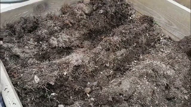 КРУПНЫЙ ЛУК ИЗ СЕМЯН ОТ ПОСЕВА ДО УРОЖАЯ ЗА ОДИН СЕЗОН