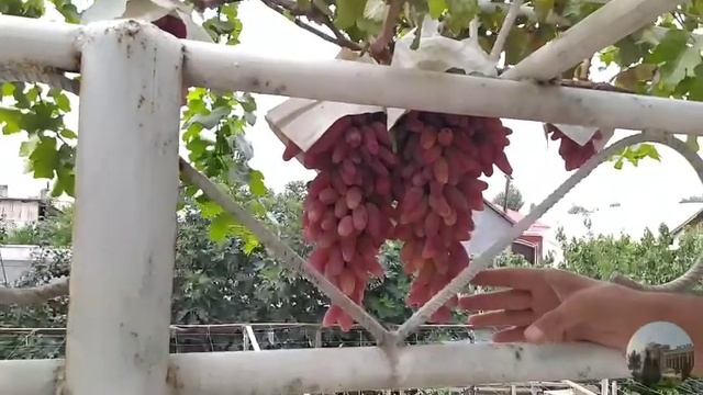 Маникюр фингер япон узуми смотреть онлайн