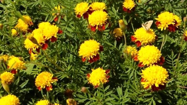 @user-fm1js7hk5qТВ_Том. Коли цвітуть чорнобривці.?? смотреть онлайн