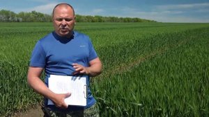 ОБЗОР 20 СОРТОВ ОЗИМОЙ ПШЕНИЦЫ