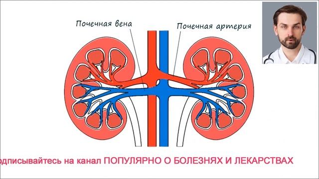 МОЧЕВЫДЕЛИТЕЛЬНАЯ СИСТЕМА ЧЕЛОВЕКА. СТРОЕНИЕ ПОЧКИ, МОЧЕВОГО ПУЗЫРЯ И МОЧЕТОЧНИКОВ