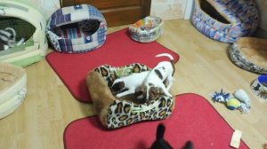 КАКОЙ ЛЕЖАК ЛУЧШЕ ДЛЯ ЧИХУАХУА? ВЫБИРАЕМ ЛЕЖАНКИ ДЛЯ ЧИХУА / питомник Мари Мистик / Марина Белкина