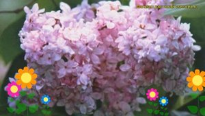 Сирень обыкновенная Богдан Хмельницкий. Краткий обзор, описание syringa vulgaris Bogdan KHmelnitcki