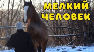 СПУСТЯ ГОД ЛОШАДЬ СДЕЛАЛА ЭТО СНОВА.