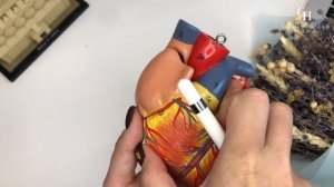 Камеры сердца (анатомия сердца) | Анатомия