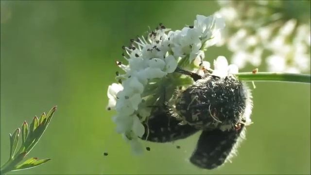 Oenanthe Crocata
