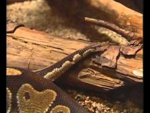 Движения змеи