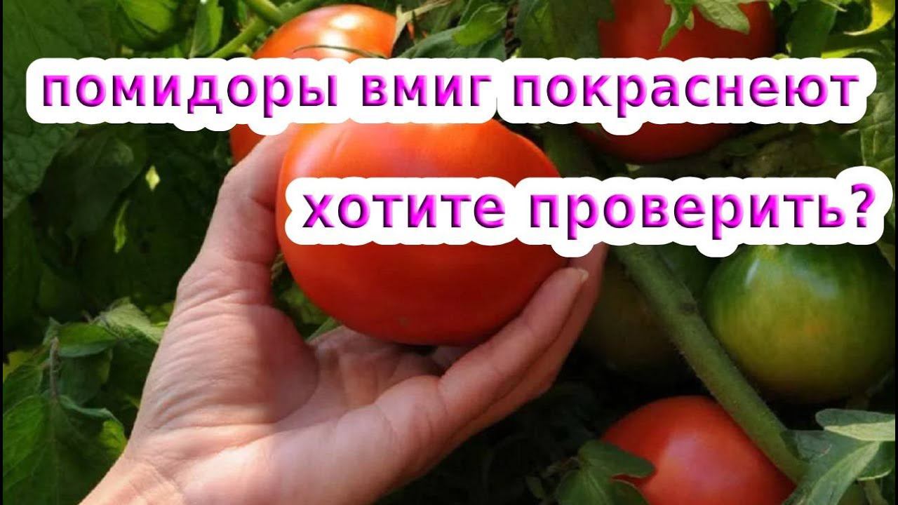 УСКОРЯЕМ СОЗРЕВАНИЕ ТОМАТОВ // КАК УСКОРИТЬ ПОКРАСНЕНИЕ ПОМИДОР БЕЗ ХИМИИ