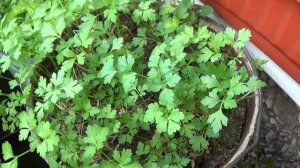 Огород на окошке. 13 августа 2017г.