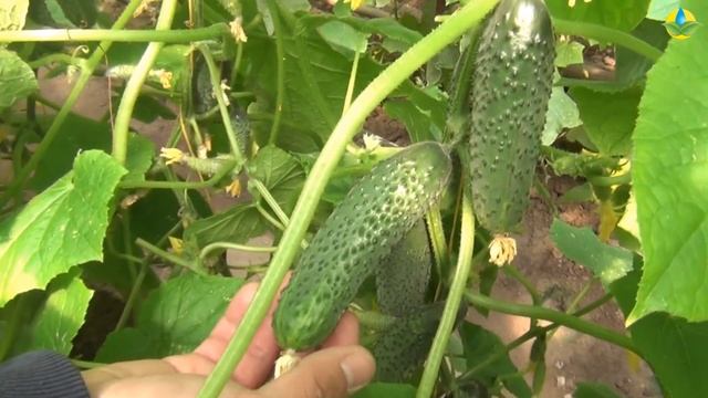 ХЕЛЕН F1 - ОЧЕНЬ РАННИЙ, УРОЖАЙНЫЙ, КОЛЮЧИЙ ОГУРЕЦ смотреть онлайн