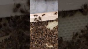 Рой через сутки после посадки