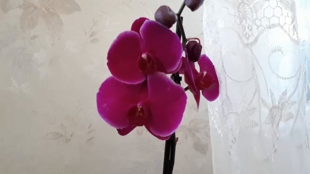 Новая ОРХИДЕЯ в моей коллекции смотреть онлайн