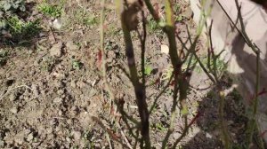 Как правильно обрезать сильно заросшую розу