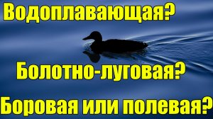 Виды дичи птицы. Водоплавающая, боровая, полевая, болотно-луговая. Кто и как выглядит?