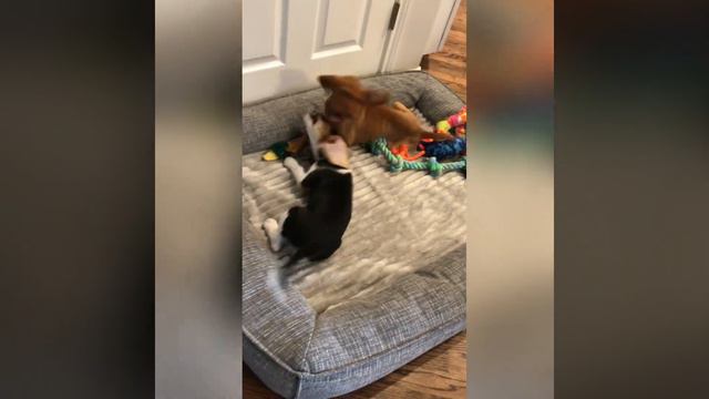 Vizsla and beagle play #2 смотреть онлайн