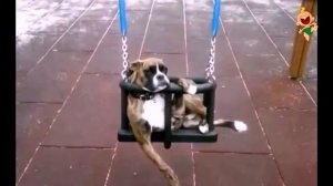 Смешное видео про собак. Любимые собачки. Funny videos about dogs.