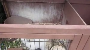 Декоративные кролики Разведение карликовых кроликов. Мои Хобби. Домашние животные. Кролики карлики.