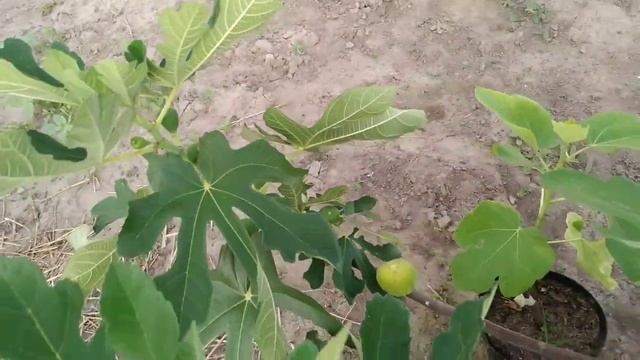 ИНЖИР.Результат прищипки.Сорт Зеленый дигустация. смотреть онлайн