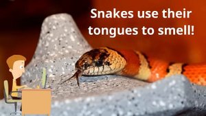 Facts about Snakes for Kids