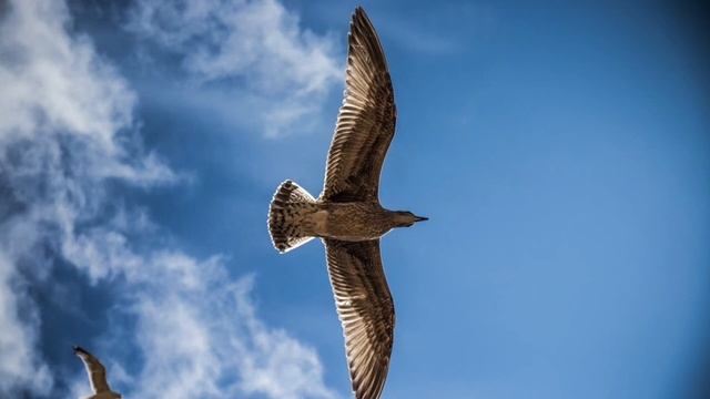 Покой, который превыше всякого ума #Пробуждение #Просветление #Сатсанг смотреть онлайн