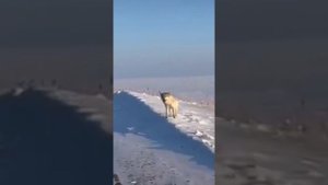 Рысь и волки выходят к людям ‼️ Почему ❓❓❓
