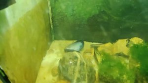 Морской аквариум - Длиннорылый морской конёк, моллинезии | 60 FPS | 4K