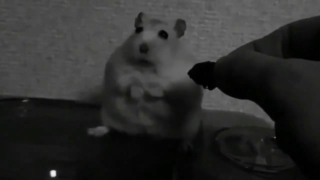 Хомяк  Безысходность смотреть онлайн