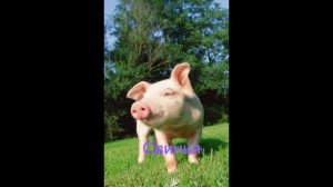 Животные с Синдромом Дауна!