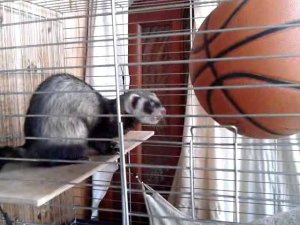 video 2013 07 29 16 35 22