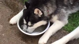 Хаски пьет воду и пускает пузыри.mp4