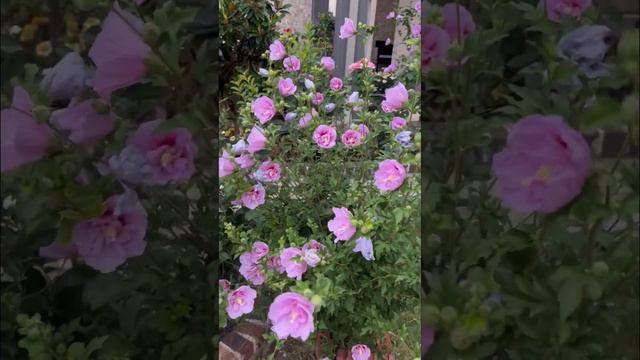 Rose of Sharon Purple color|Hardy Hibiscus| Hibiscus