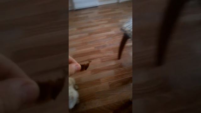 Пуэрная собака Арчибальдо смотреть онлайн