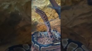 Python regius.Королевский питон.